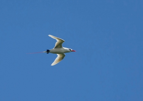 アカオネッタイチョウ11