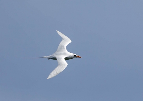 アカオネッタイチョウ13