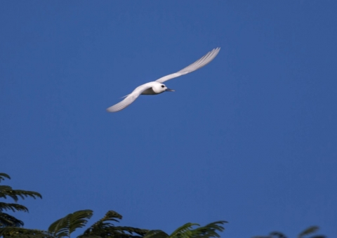 シロアジサシ13