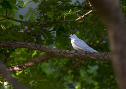 シロアジサシ50