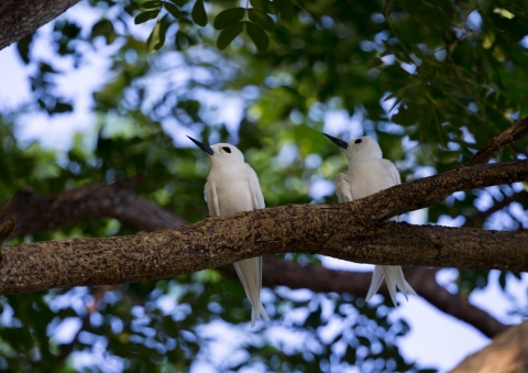 シロアジサシ53