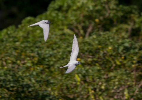 シロアジサシ17