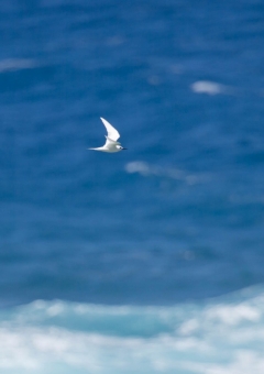 シロアジサシ22