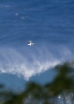 シロアジサシ23