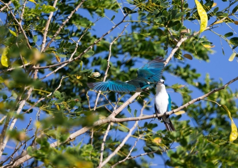 ナンヨウショウビン16