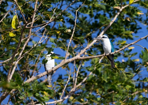 ナンヨウショウビン19