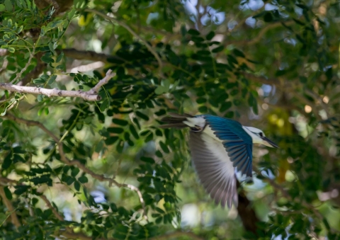 ナンヨウショウビン7