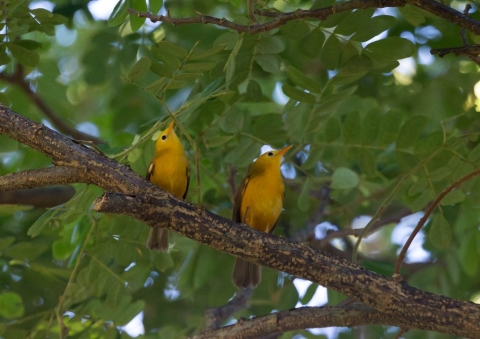 オウゴンミツスイ10
