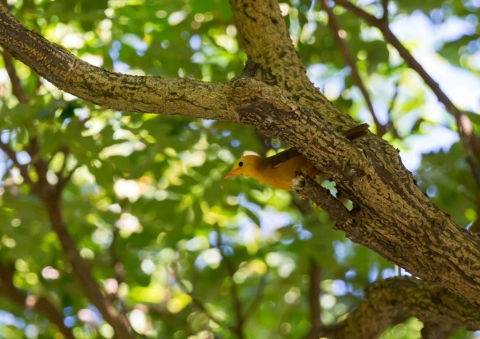 オウゴンミツスイ13