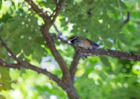 オウギビタキ13