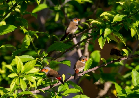 ホウコウチョウ5