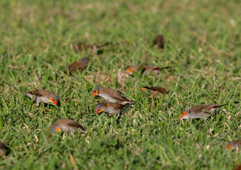 ホウコウチョウ10