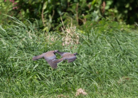 オオベニバト13