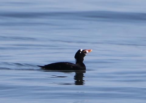 アラナミキンクロ6