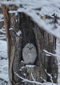 エゾフクロウ10