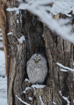 エゾフクロウ11