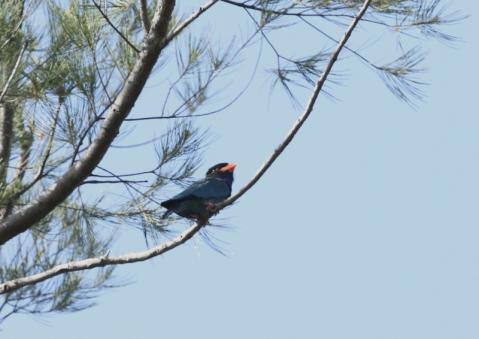 ブッポウソウ10