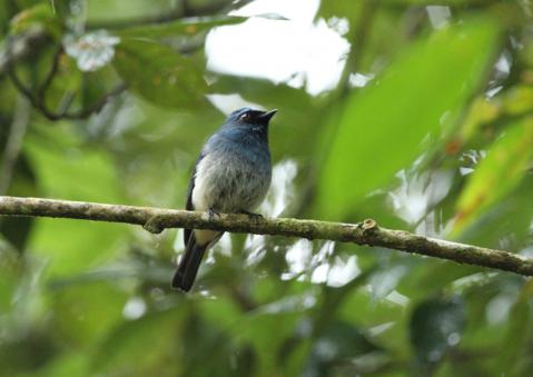 アイイロヒタキ1