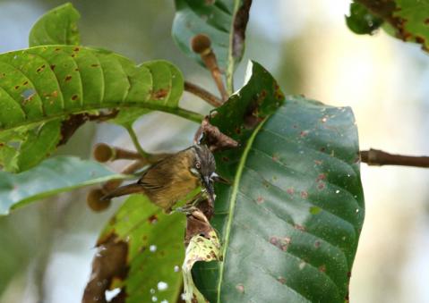 ハイノドモリチメドリ1