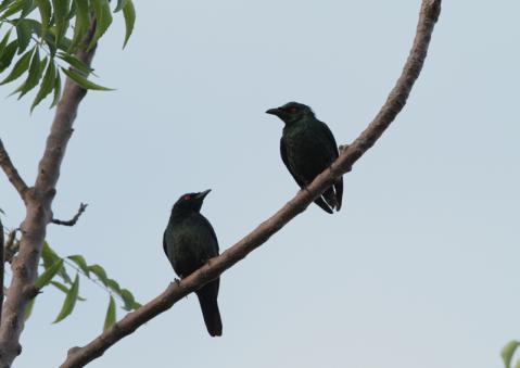 ミドリカラスモドキ1