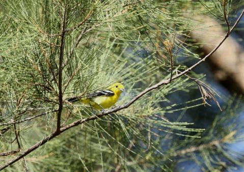 ヒメコノハドリ2