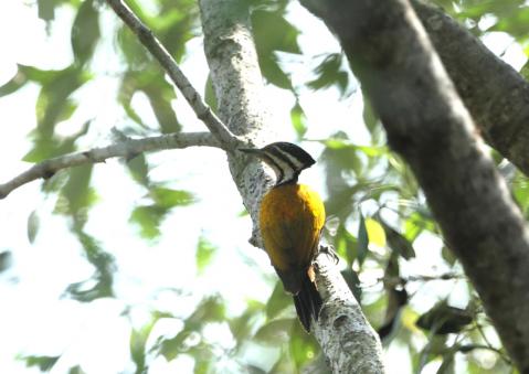 ズアカミユビゲラ2