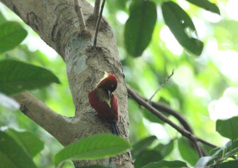 シマベニアオゲラ6