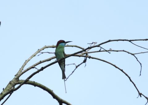 ルリノドハチクイ2