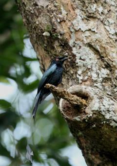 カザリオウチュウ0