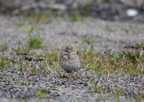 ヒメコウテンシ5