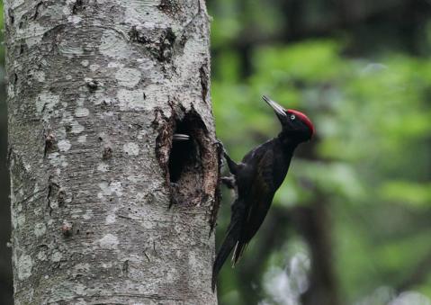 クマゲラ3
