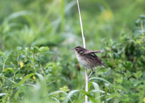 マキノセンニュウ3