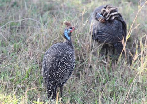 ホロホロチョウ10