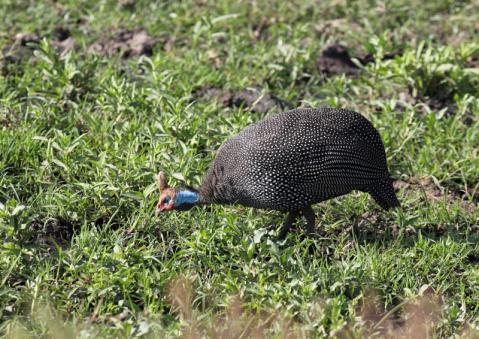ホロホロチョウ11