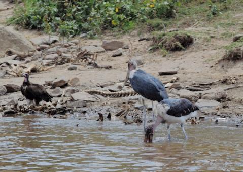 アフリカハゲコウ12