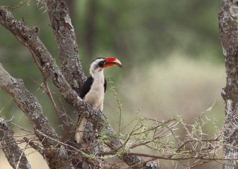 セグロコサイチョウ1
