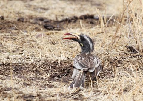 ハイイロコサイチョウ1