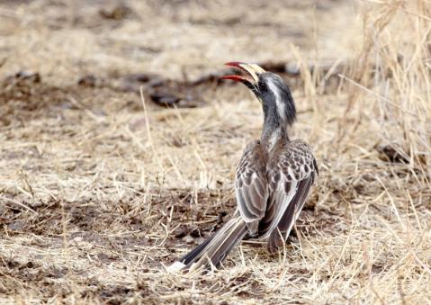 ハイイロコサイチョウ2