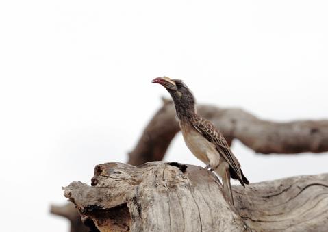 ハイイロコサイチョウ3