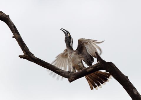 ハイイロコサイチョウ6