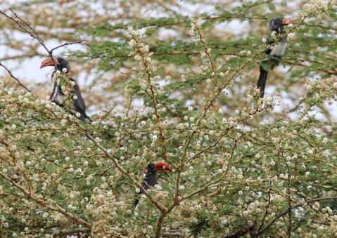 カンムリコサイチョウ2