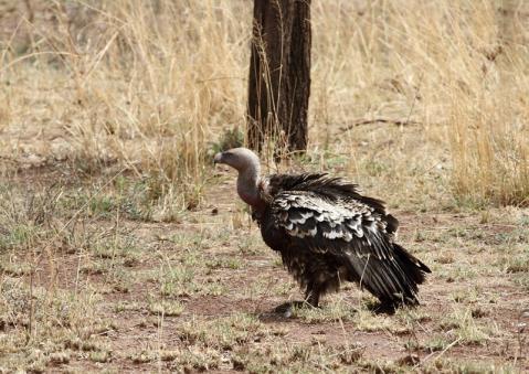 マダラハゲワシ1