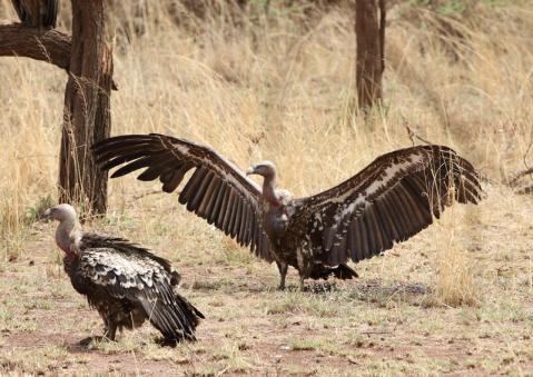 マダラハゲワシ2