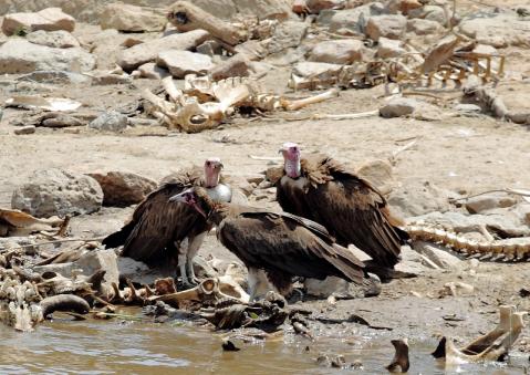 ミミヒダハゲワシ7