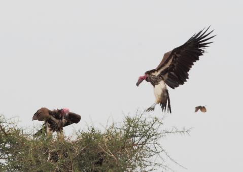 ミミヒダハゲワシ30