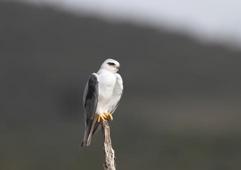 カタグロトビ20