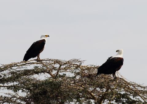 サンショクウミワシ20