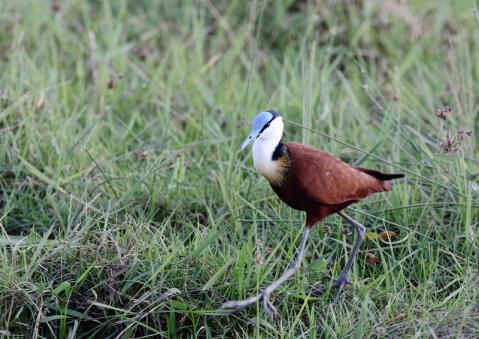 アフリカレンカク2