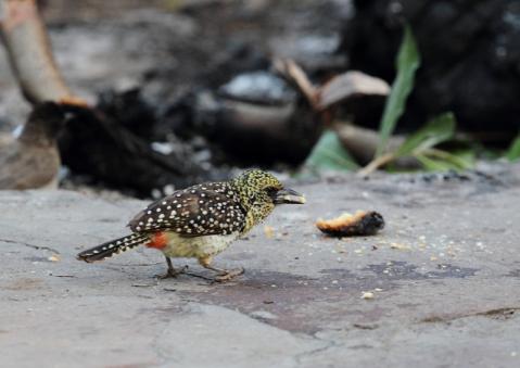 ゴマフオナガゴシキドリ1