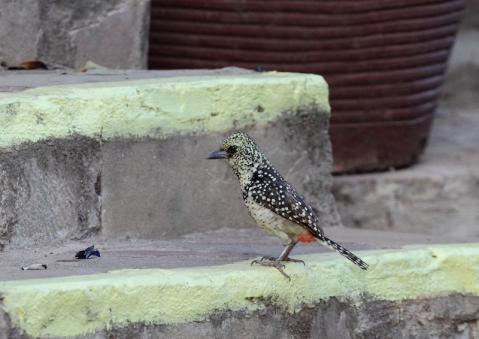 ゴマフオナガゴシキドリ2